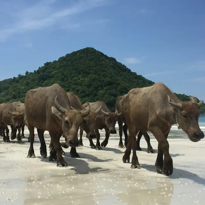 Water buffalo walking along an empty beach in Lombok